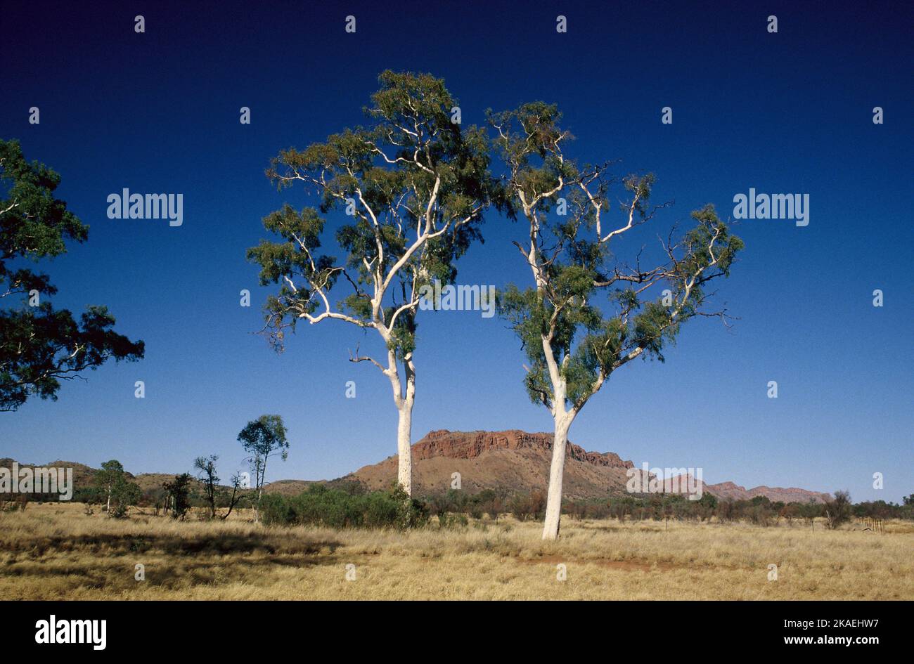 Australia. Northern Territory. MacDonnell Ranges. Twin Ghost Gums. Stock Photo
