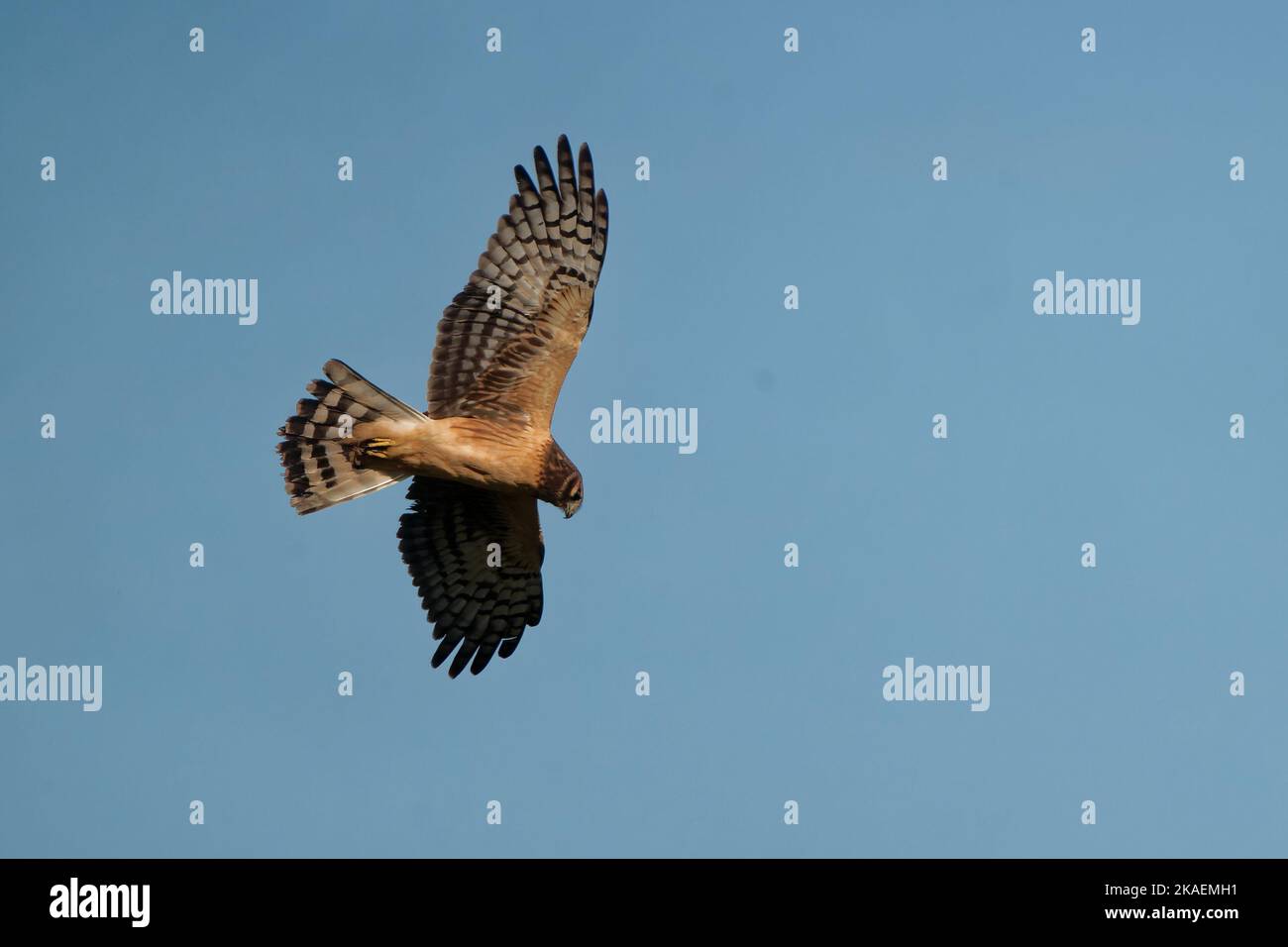 Northern harrier feather hi-res stock photography and images - Alamy
