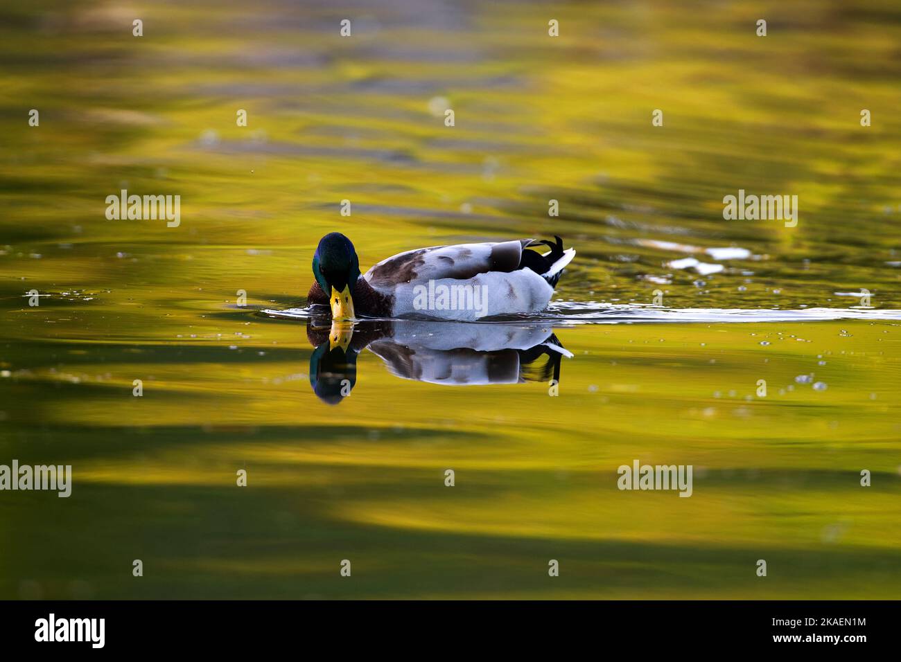 A closeup of a duck on water surface Stock Photo