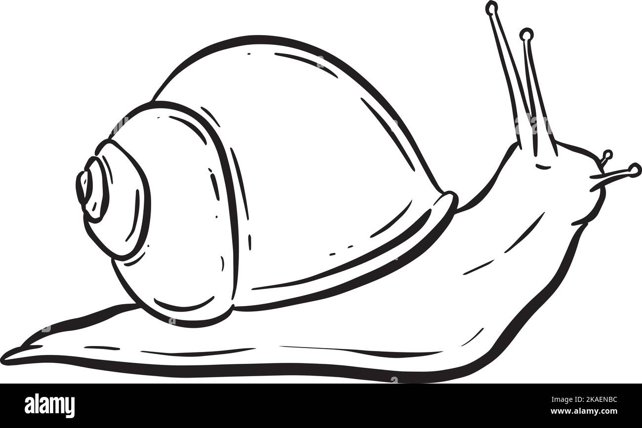 Line Art Outline of a Garden Snail with Shell for Logo or Mascot Design