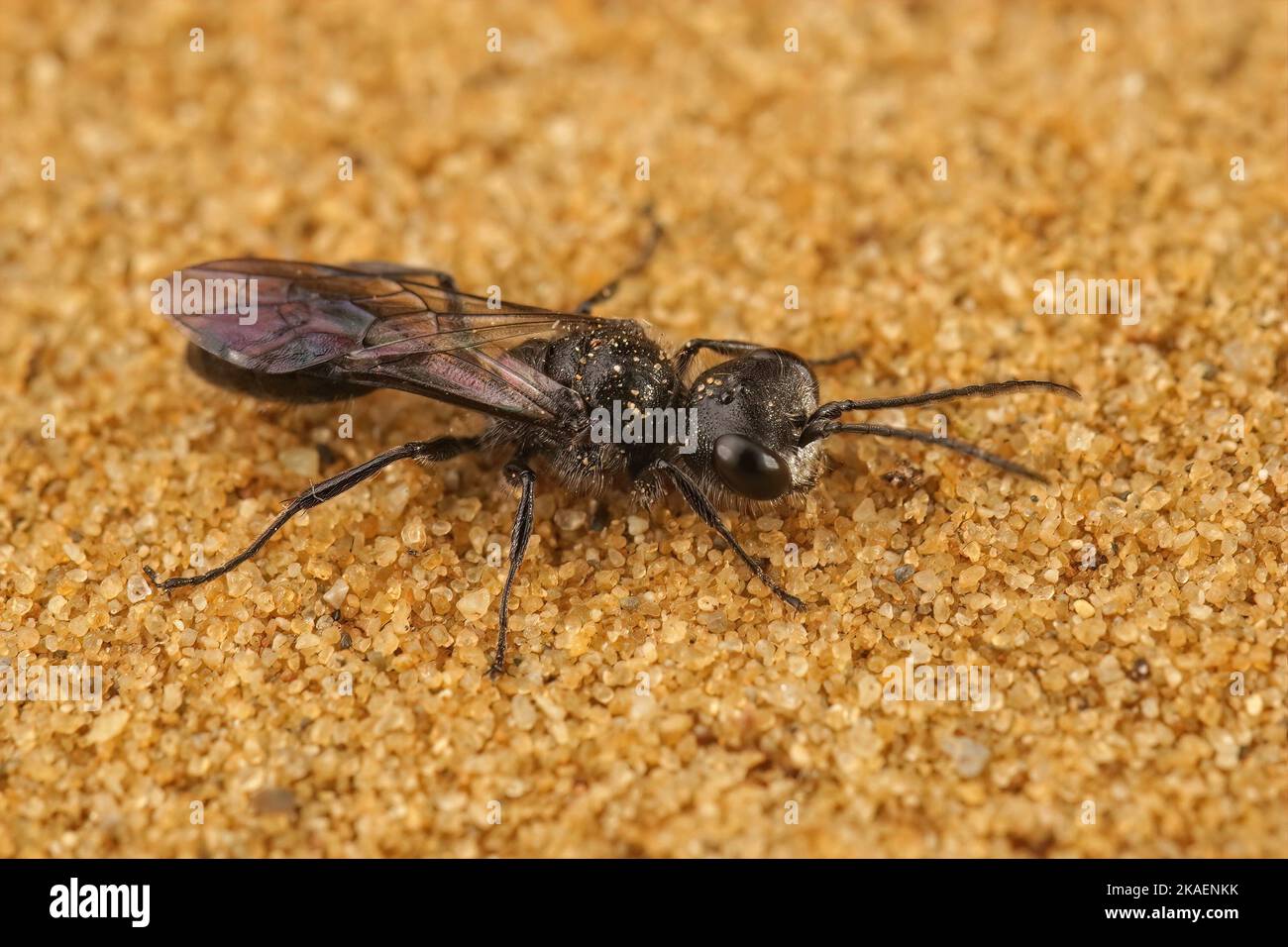 Detailed closeup on a dark black square headed wasp, Pemphredon lugubris sitting on the ground Stock Photo