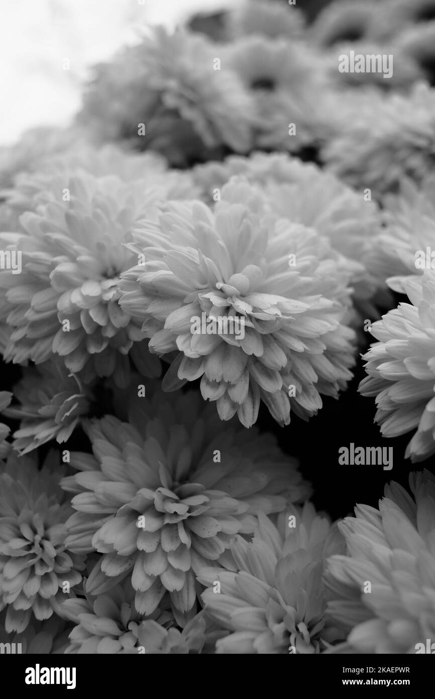 A vertical grayscale of Cut Mum flowers (Chrysanthemum grandiflorum) from a close view Stock Photo