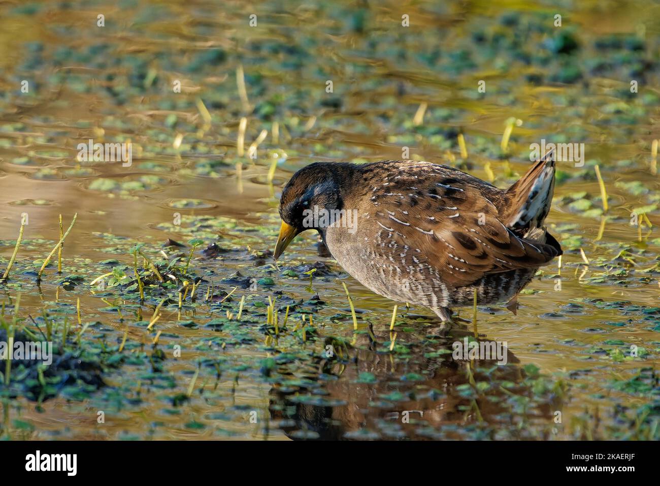 A closeup shot of a sora bird in a green water Stock Photo - Alamy