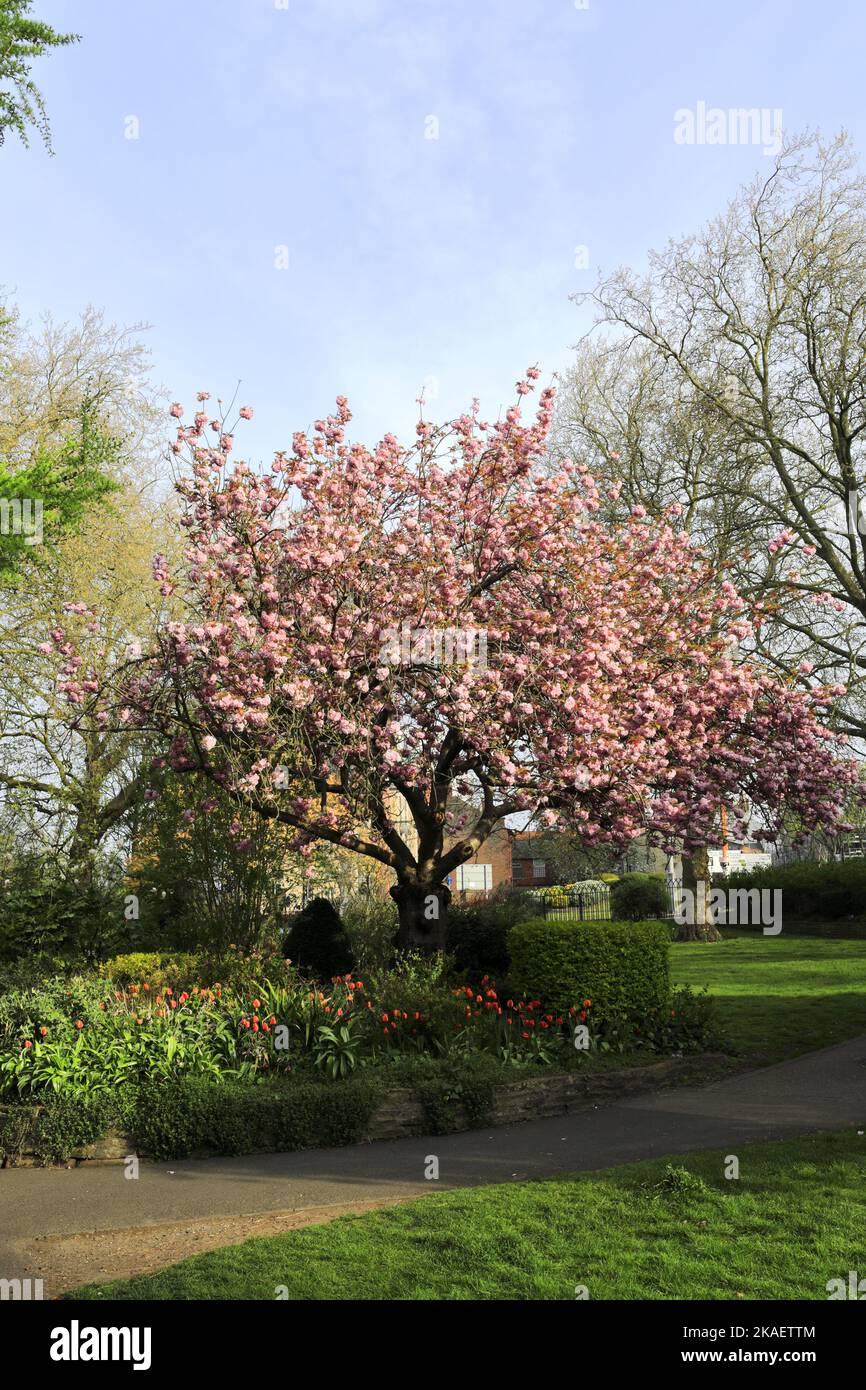 Spring blossom trees in Castle Gardens, Leicester City, Leicestershire, England; Britain; UK Stock Photo
