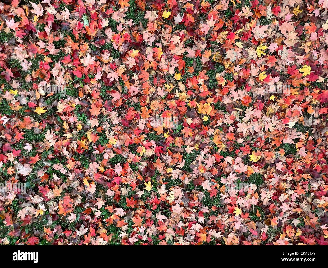 A top view of a bunch of colorful autumn leaves o the ground Stock ...