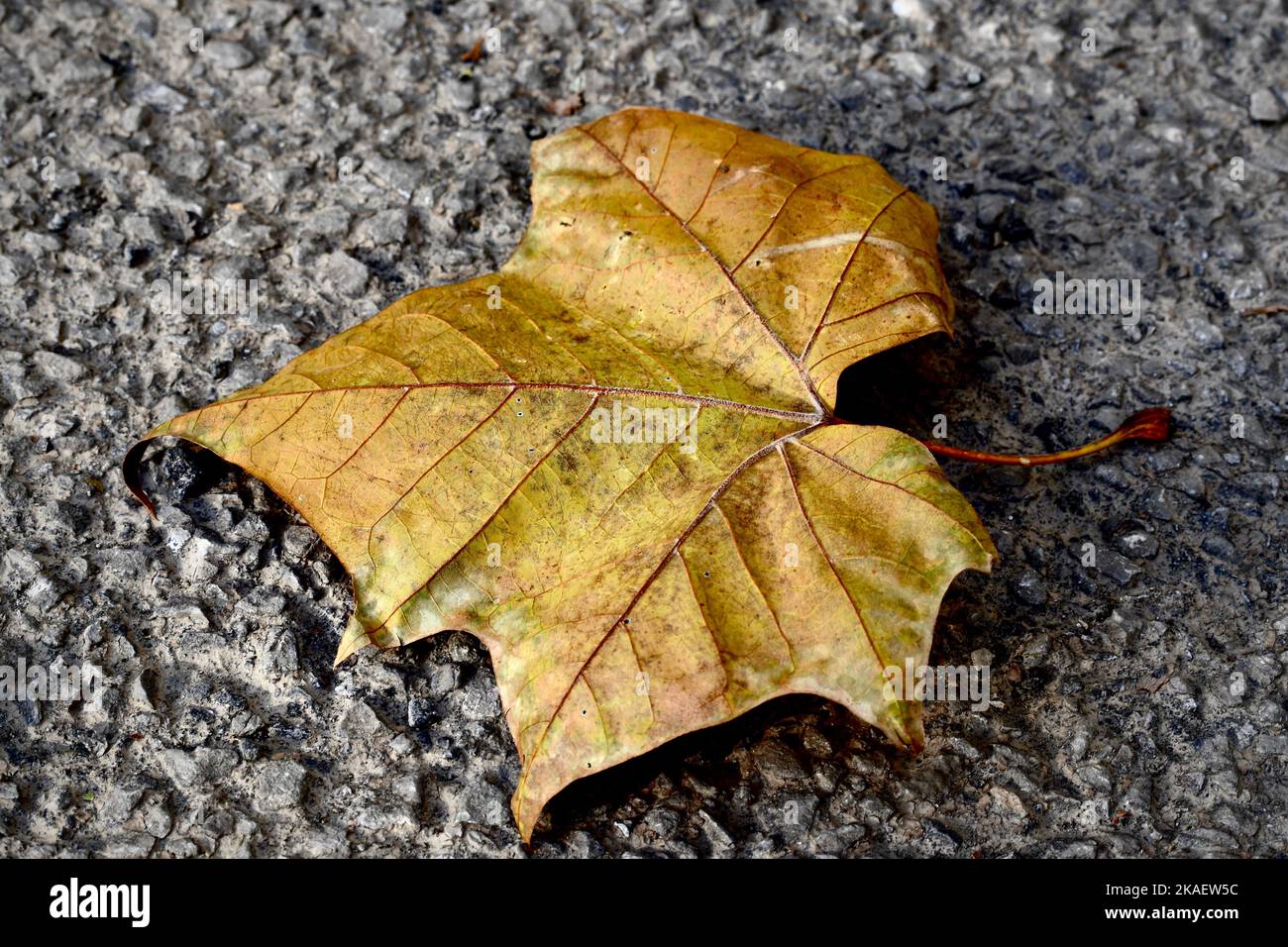 American sycamore leaf on hi-res stock photography and images - Alamy