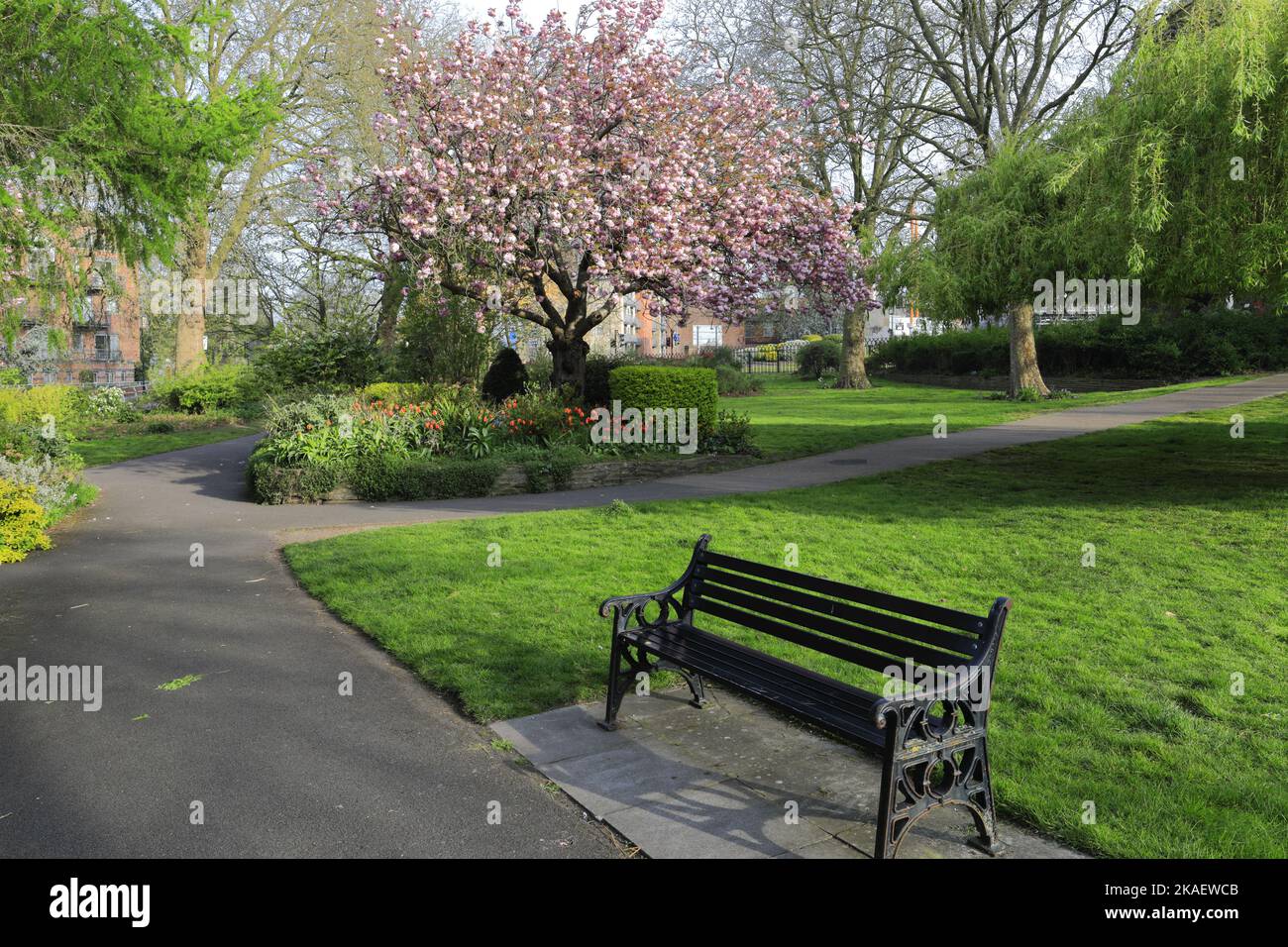 Spring blossom trees in Castle Gardens, Leicester City, Leicestershire