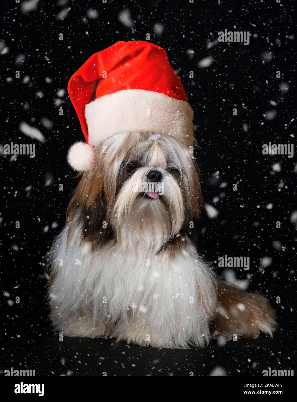 shih tzu in front of black background Stock Photo - Alamy