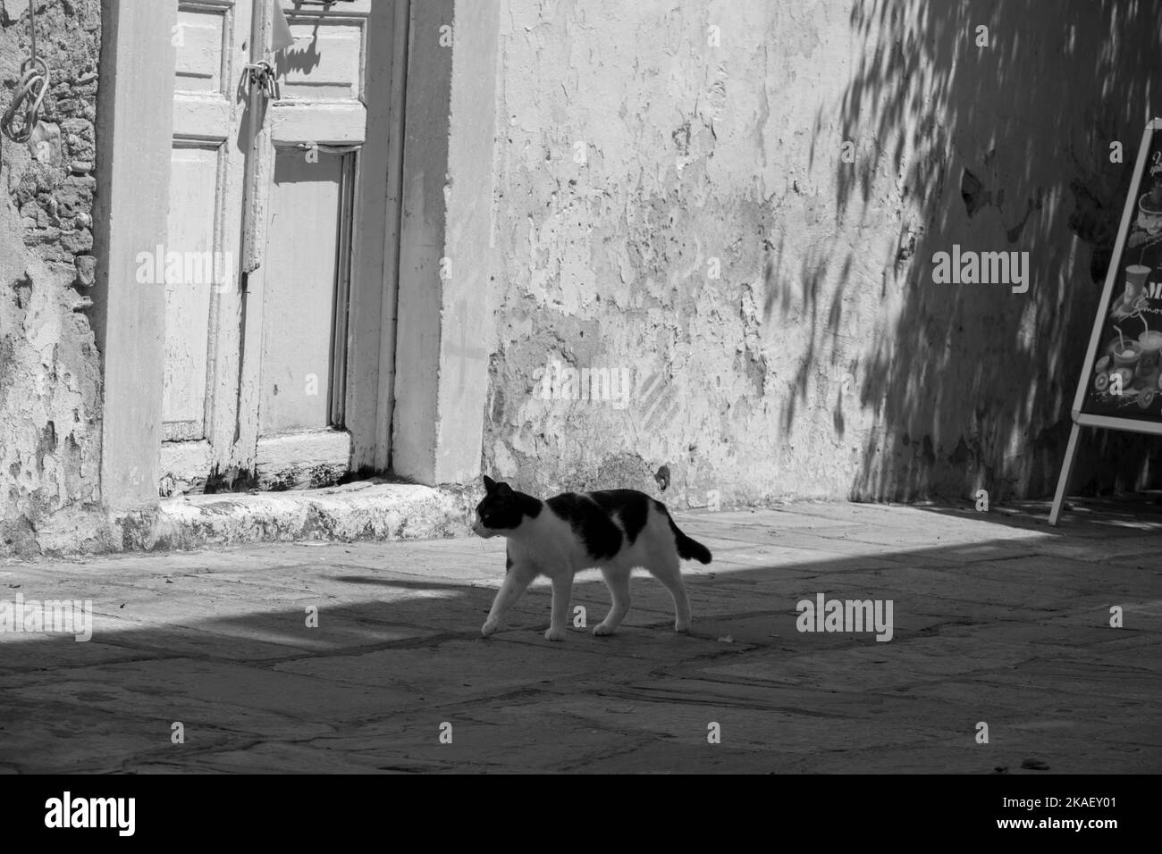 A black and white shot of a stray cat walking on the street Stock Photo ...