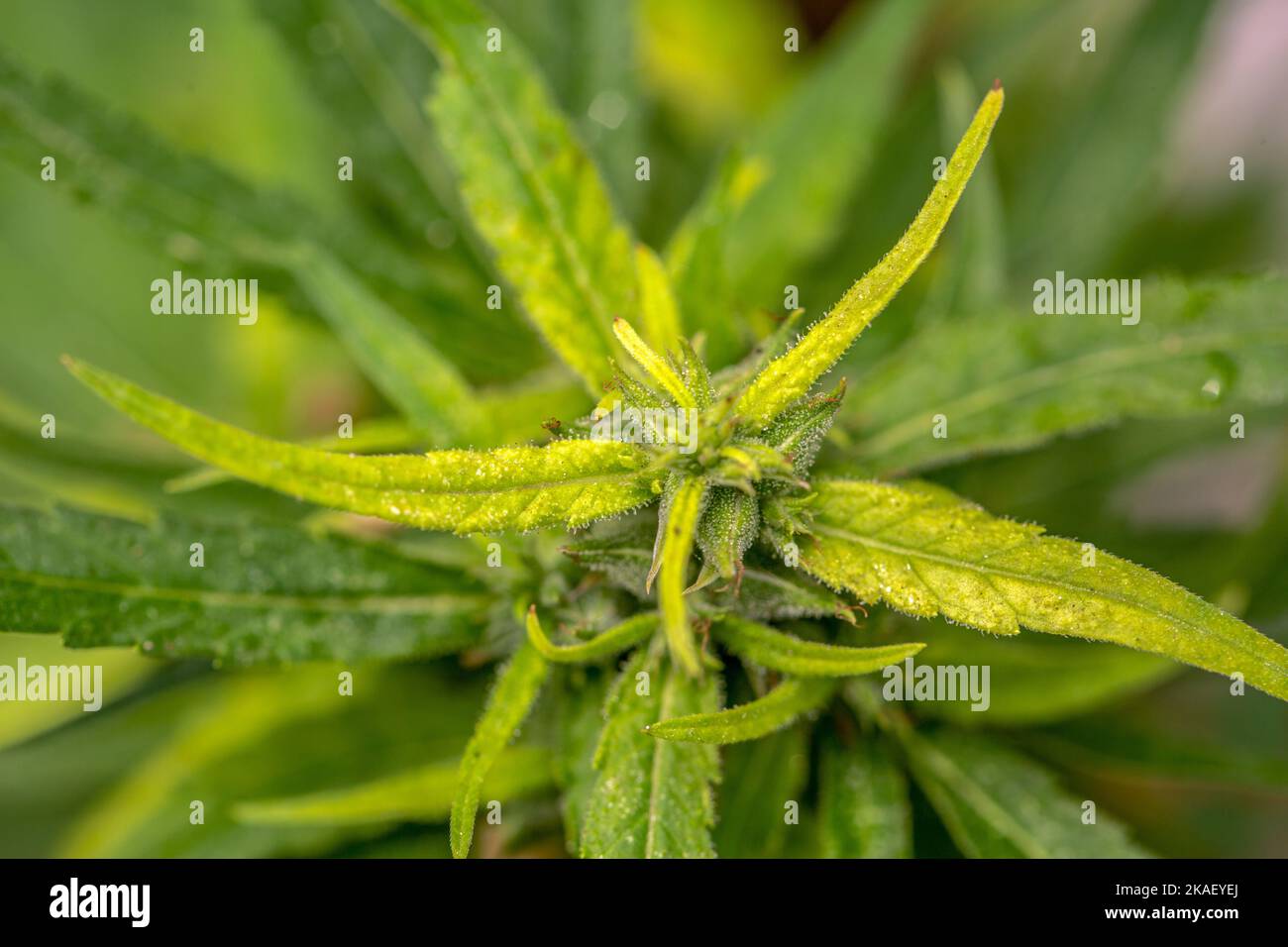 The male hemp flowers are in full bloom and are released to the female
