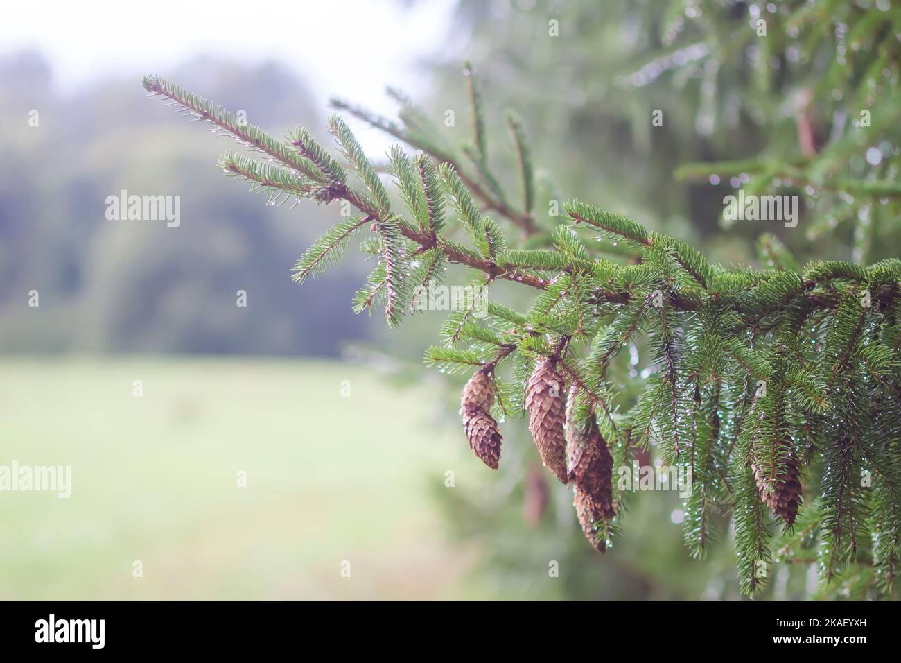 Wet branches of the spruce tree after the rain. Nature background Stock