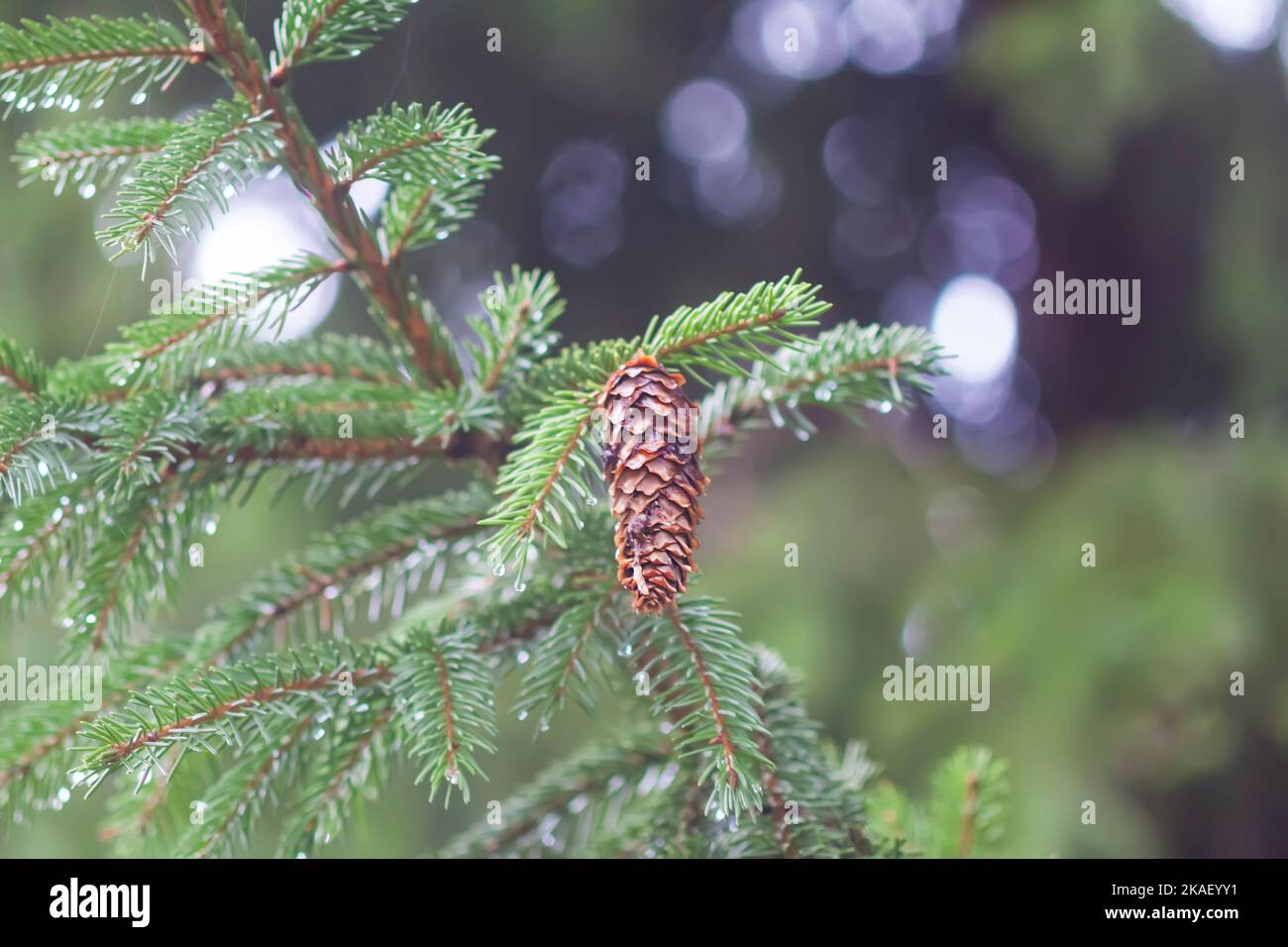 Wet branches of the spruce tree after the rain. Nature background Stock