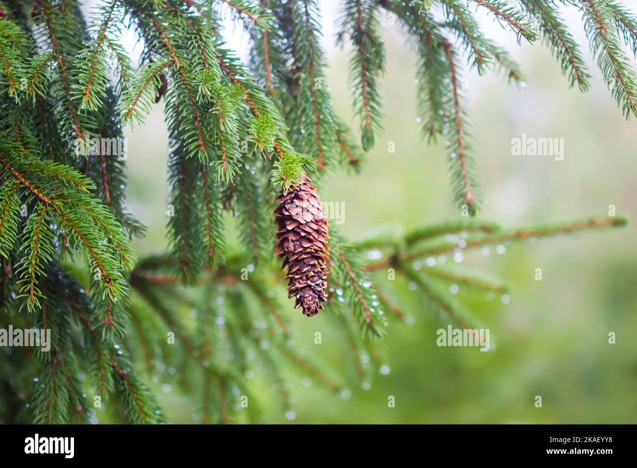 Wet branches of the spruce tree after the rain. Nature background Stock