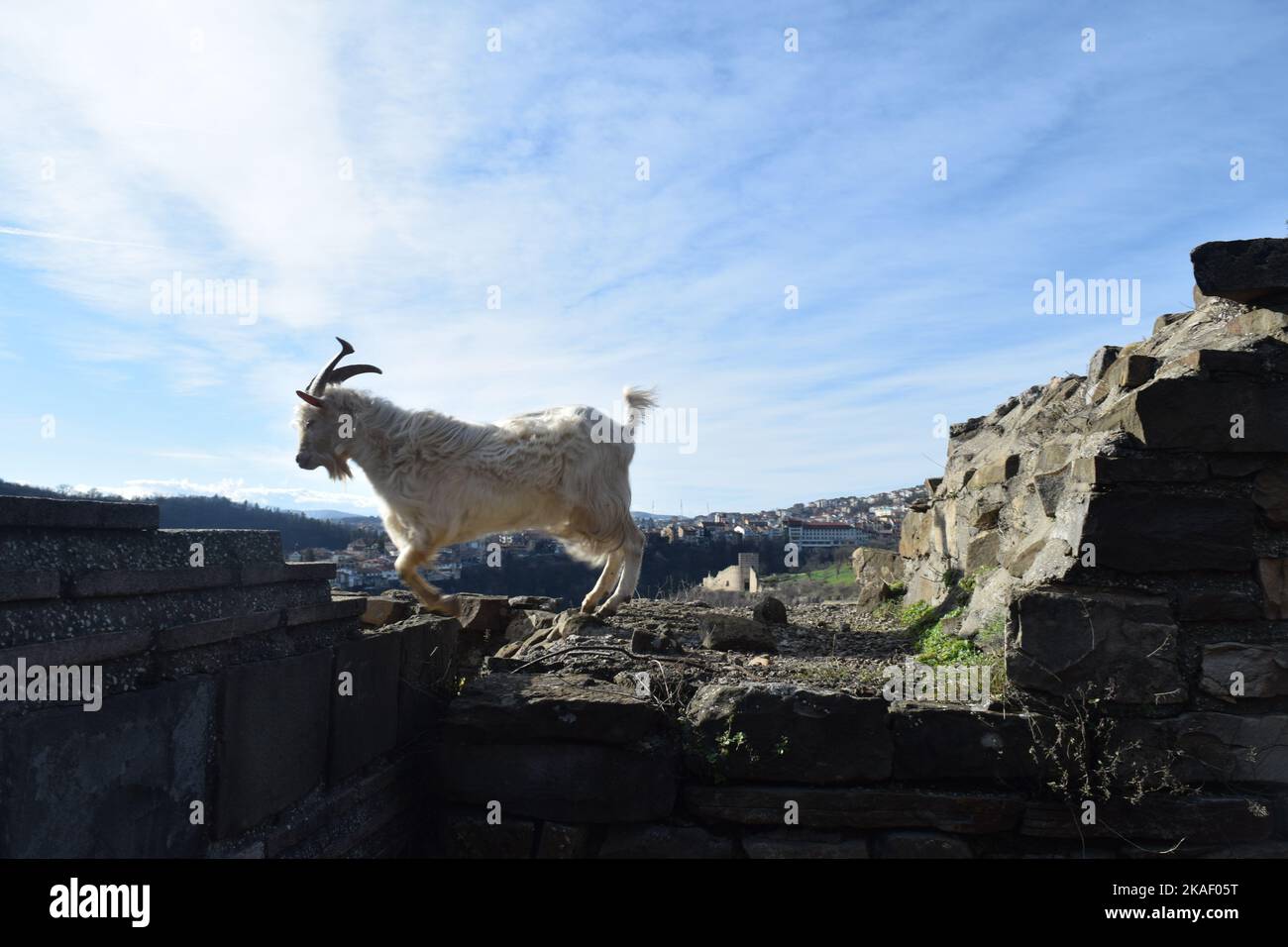 A beautiful shot of a white mountain goat climbing around on a rocky ...