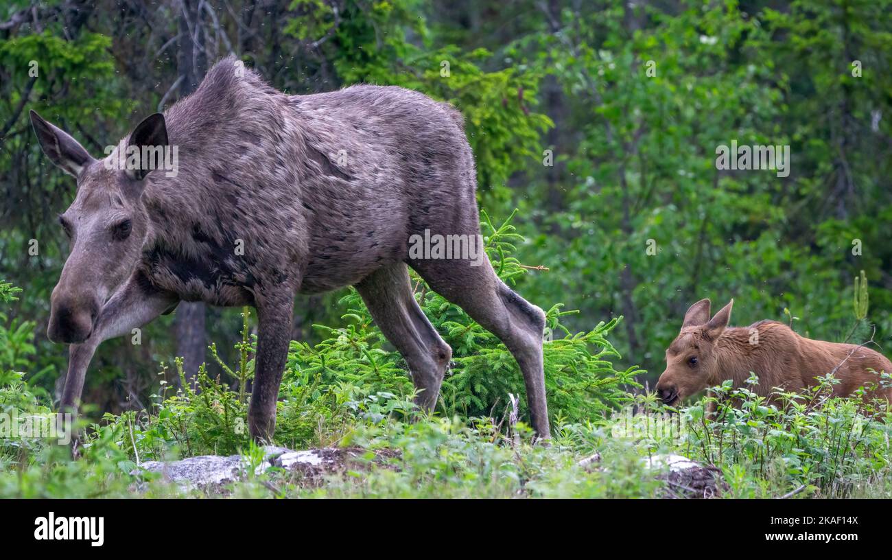 The Female Moose With Its Calf In The Green Forest Norway Stock Photo the-female-moose-with-its-calf-in-the-green-forest-norway-stock-photo