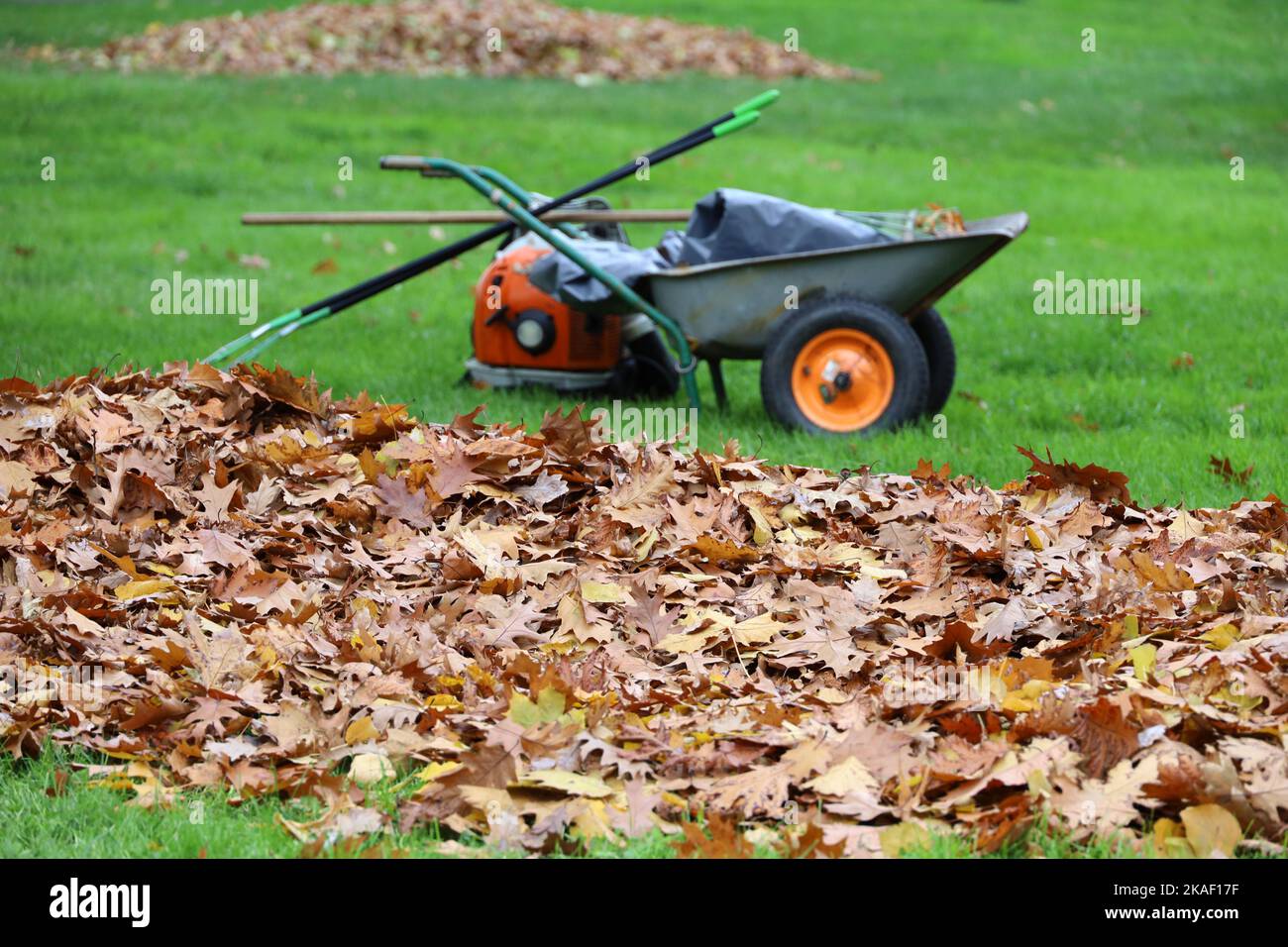 Fallen leaves and wheelbarrow on a green lawn in autumn park. Concept of street cleaning in city Stock Photo