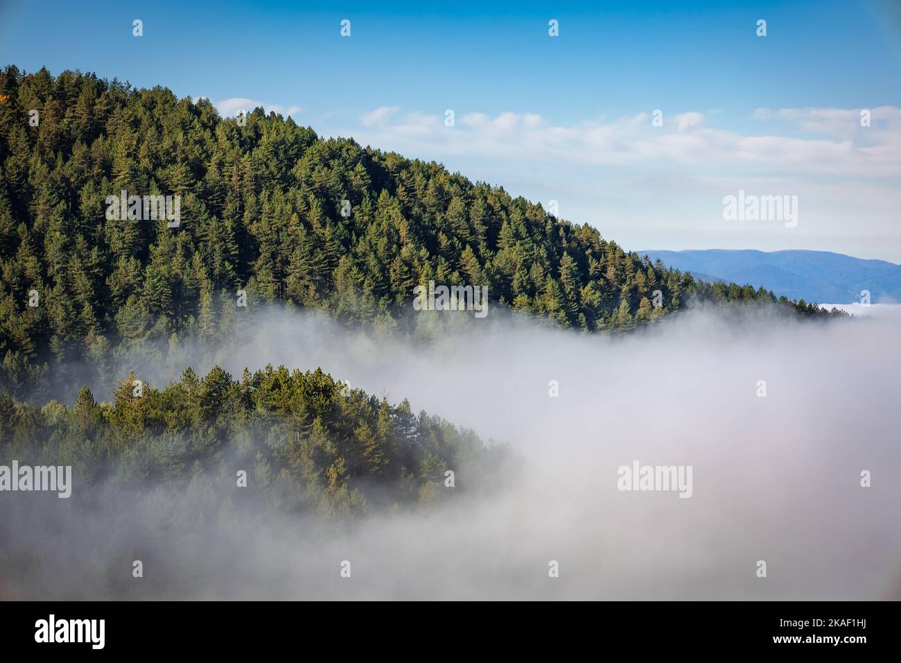 An aerial view of a foggy green forest on the hillside Stock Photo - Alamy