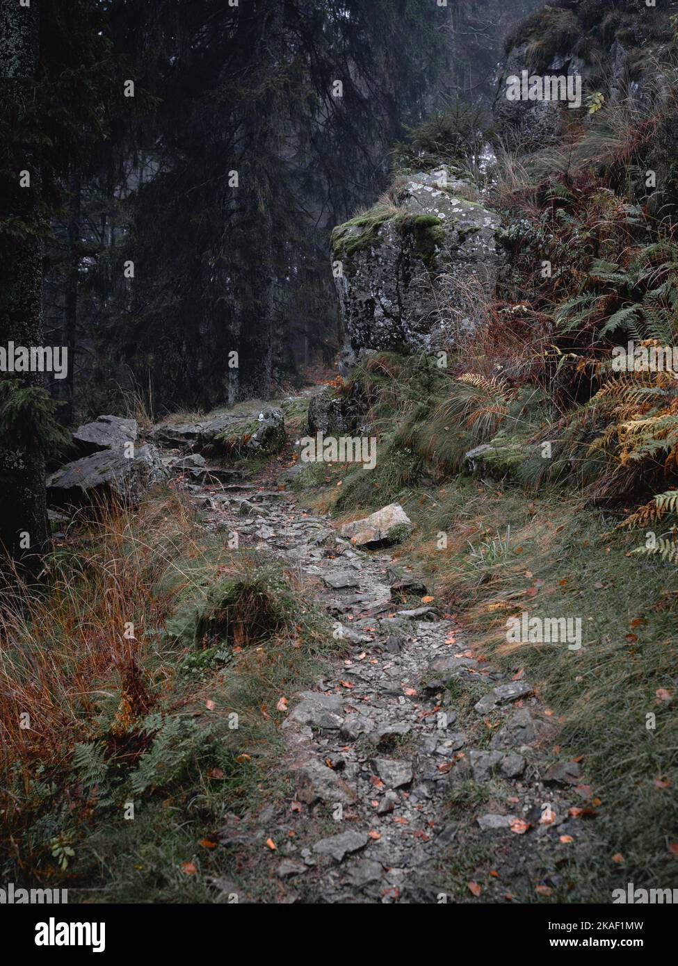 A vertical shot of a narrow rocky trail in the dark forest Stock Photo ...