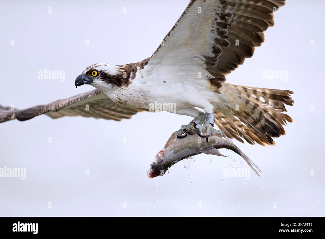 Western osprey (Pandion haliaetus) flying over lake with caught fish in its talons / claws Stock Photo