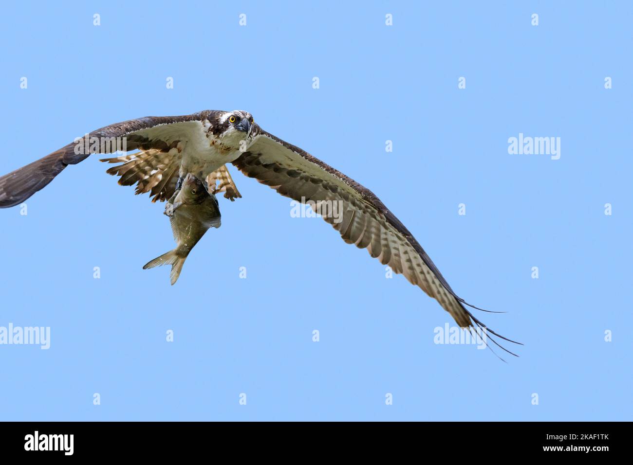Western osprey (Pandion haliaetus) flying over lake with caught fish in its talons / claws against blue sky Stock Photo