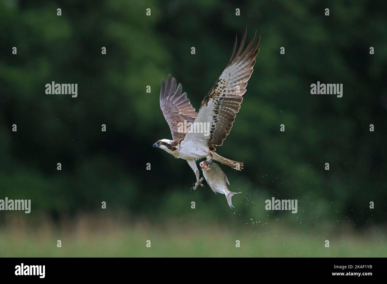 Western osprey (Pandion haliaetus) flying over lake with caught fish in its talons / claws Stock Photo