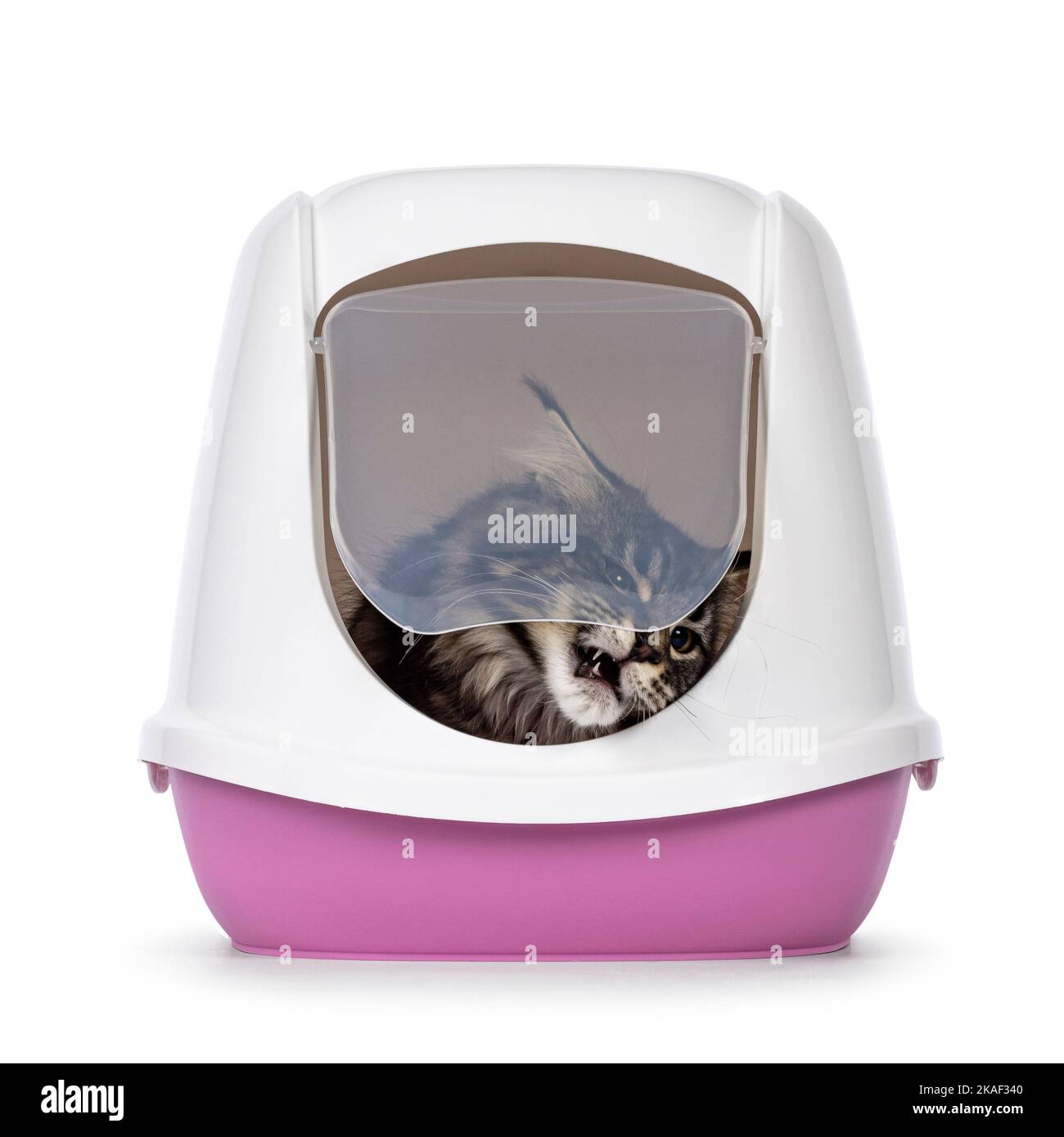 Cute black tabby Maine Coon cat kitten, attempting to come out of