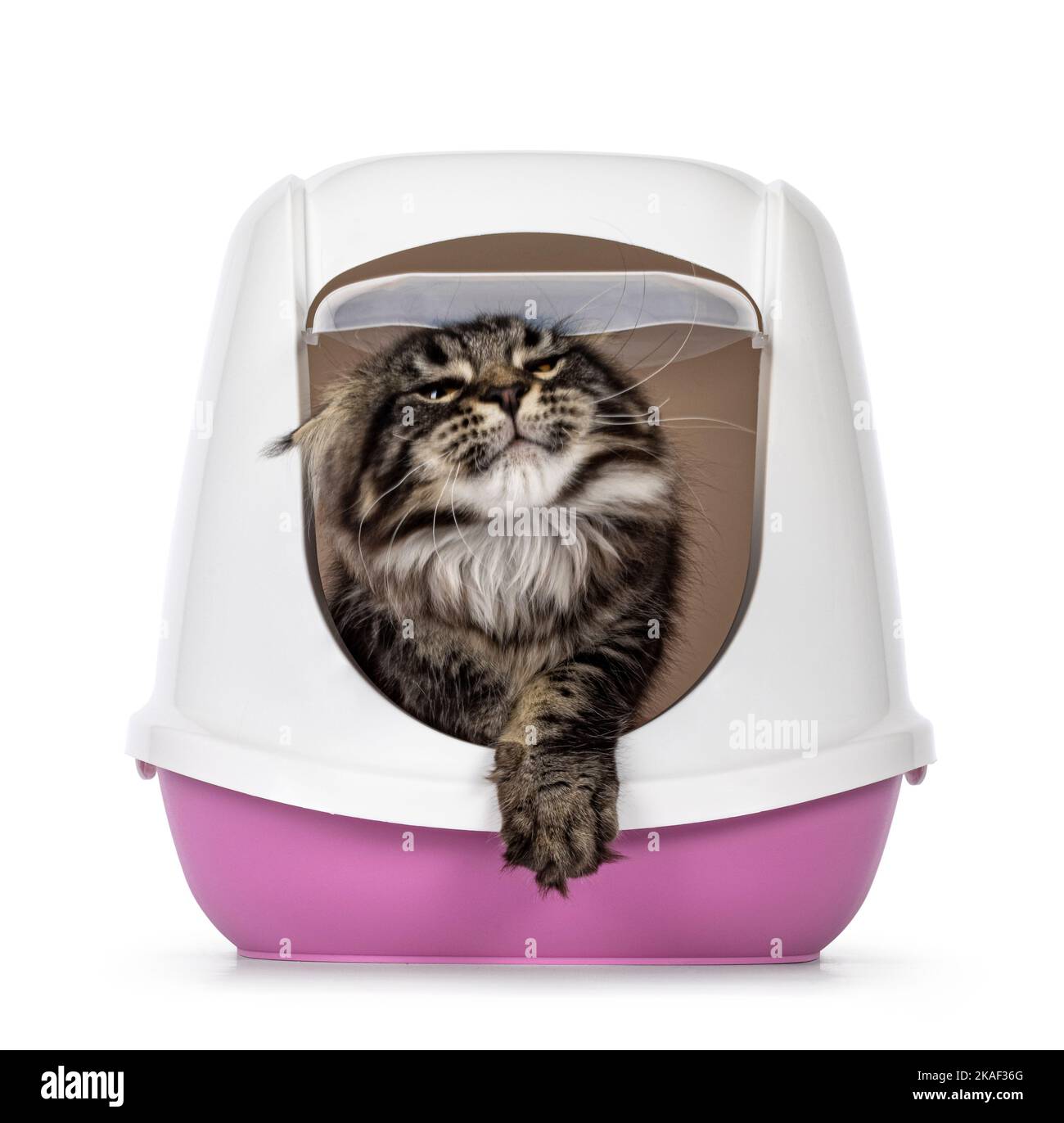 Cute black tabby Maine Coon cat kitten, coming out of litterbox