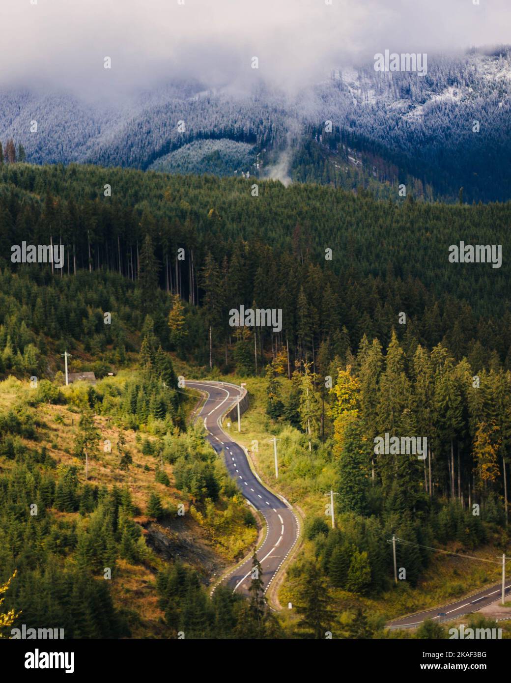 Vertical shot road forests hi-res stock photography and images - Alamy