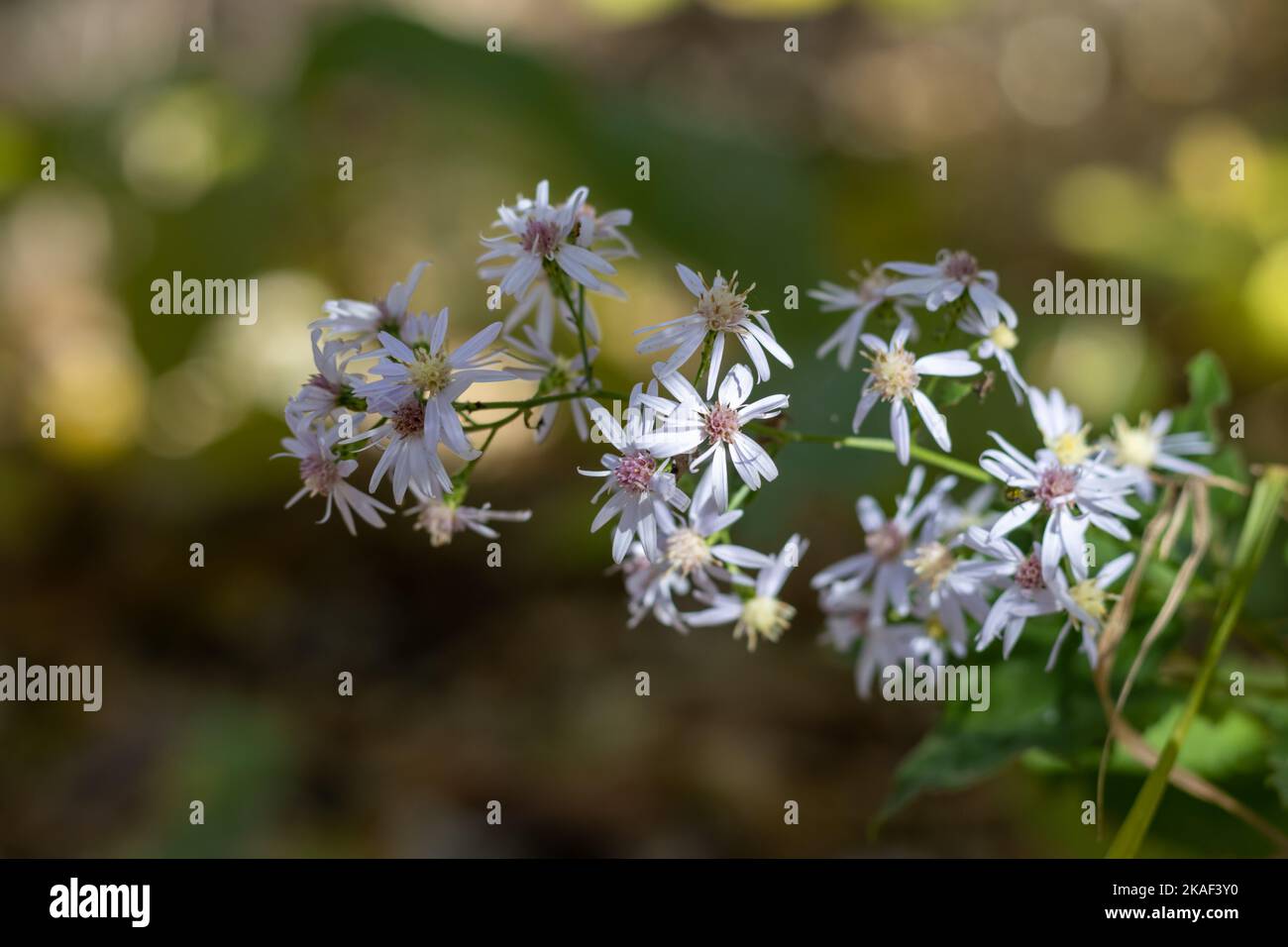 Light purple aster flowers blooming in a woodland Stock Photo