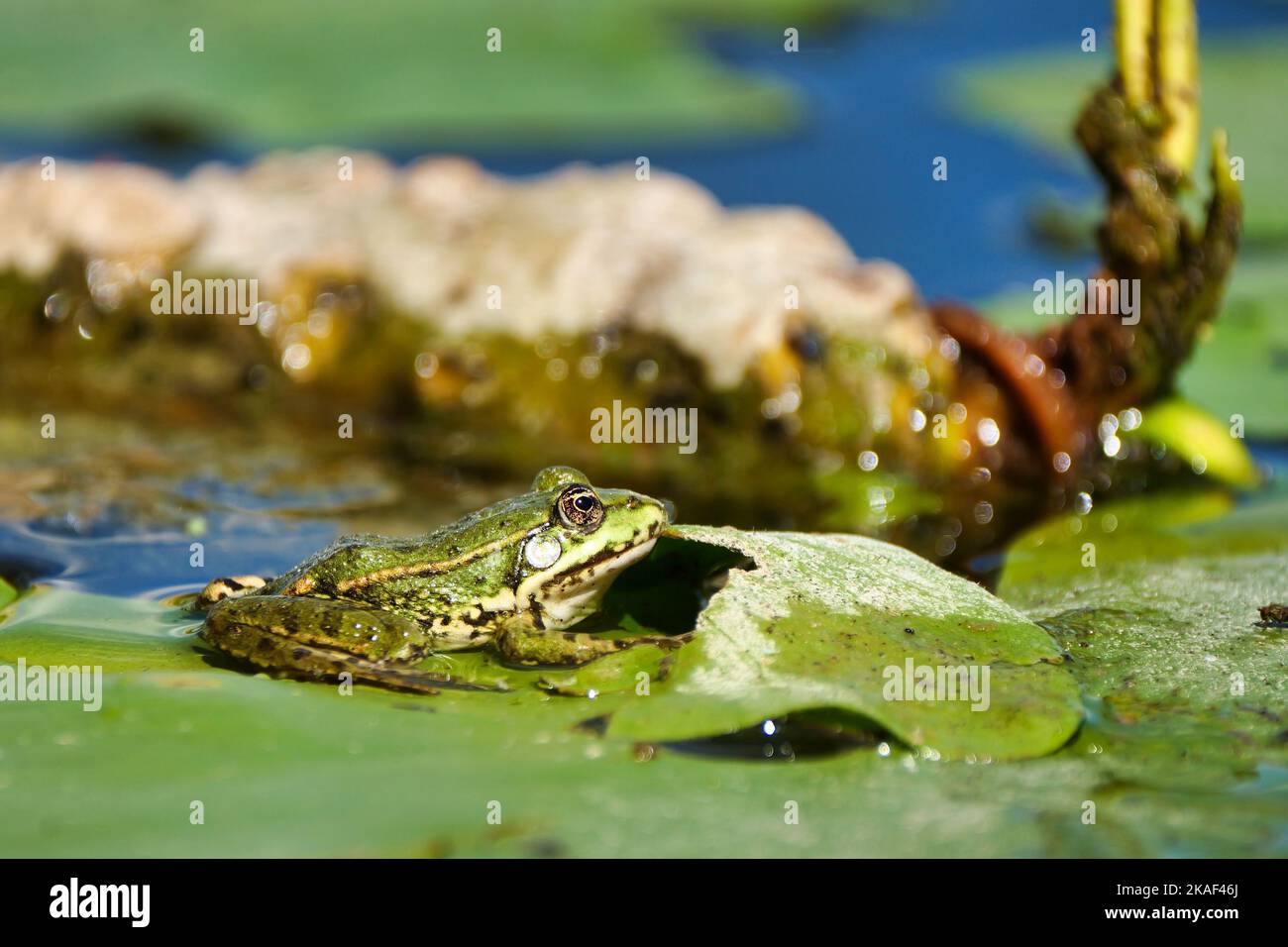 The close-up view of a pool frog swimming in the water with green ...