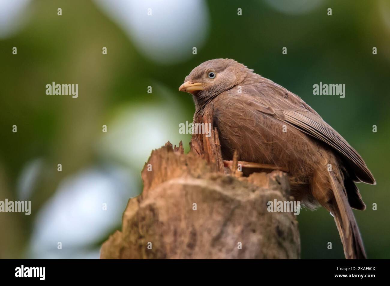 Yellow-billed babbler or Argya affinis perches on a tree Stock Photo