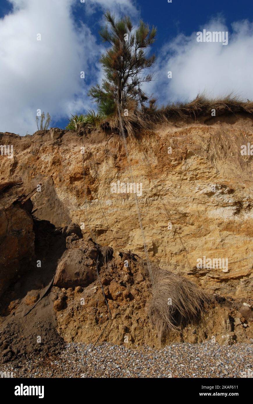 Tree from garden above, on edge of cliff showing signs of coastal erosion, with sand gravel and clay slumped from cliff surface. Thorpeness 01/10/2022 Stock Photo