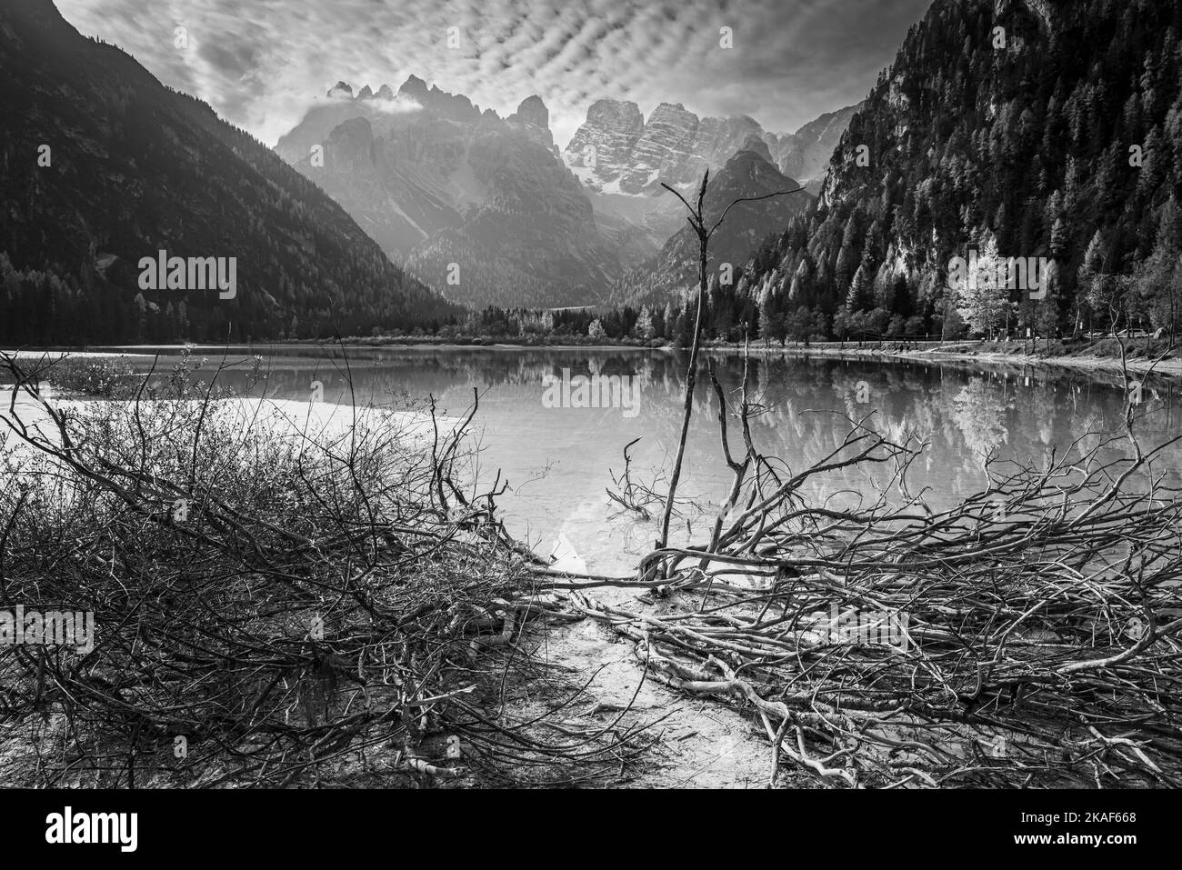 Branches of a bush in front of a reflection of the Cristallo mountain massif and autumnly colored mountain forests in Lake Dürren,South Tyrol, Italy Stock Photo