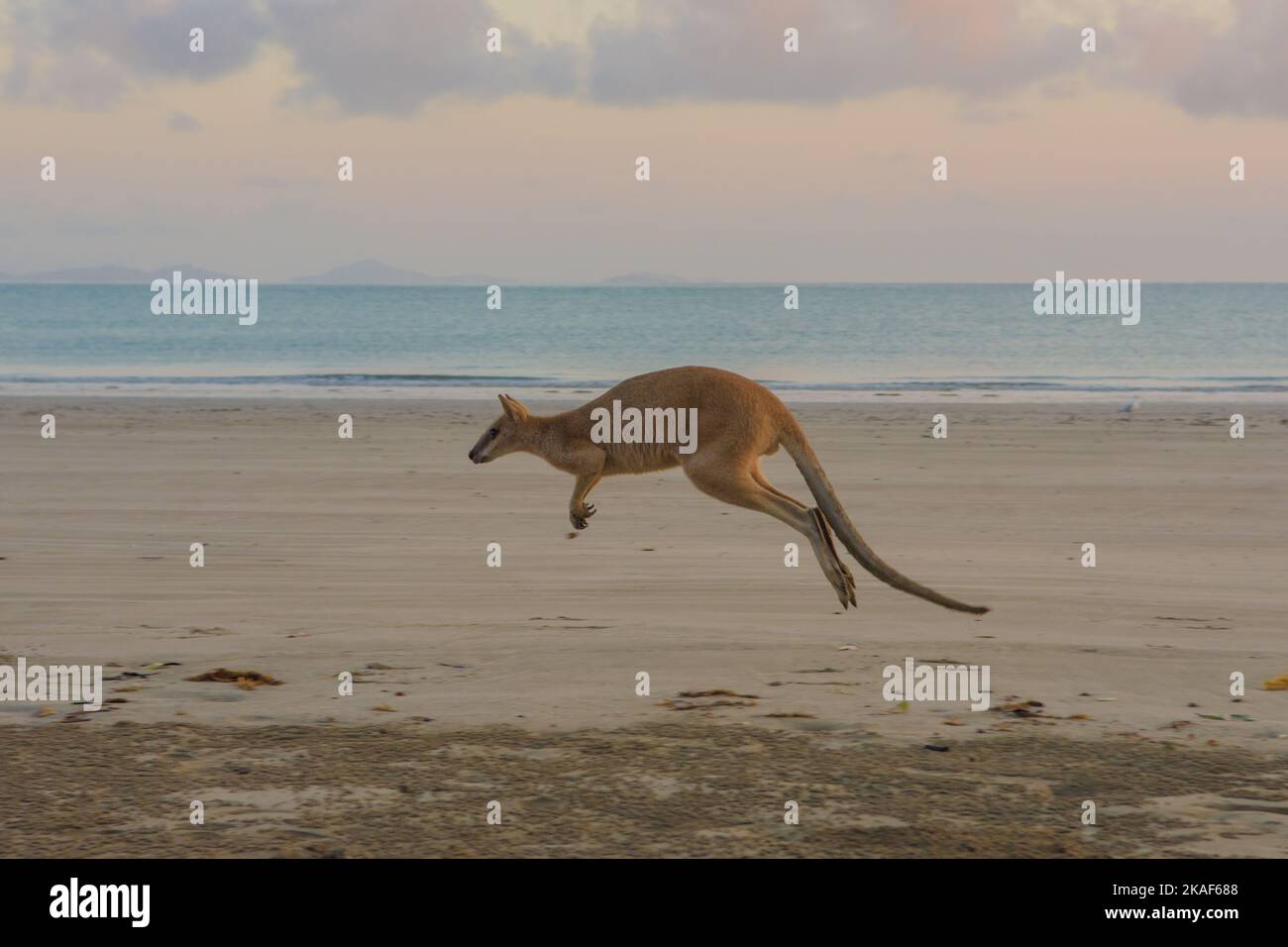 A beautiful view of a kangaroo at the beach Stock Photo