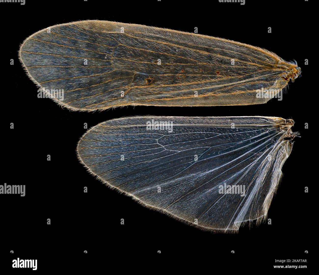 Caddis fly wings, Melampophylax mucoreus, male Stock Photo Alamy