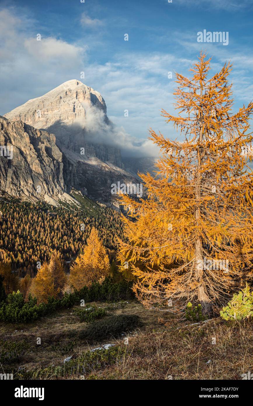 Clouds surround the south face of the Tofane di Rozes above autumnal mountain forests on the Falzarego Pass in the evening sun, Dolomites, Italy Stock Photo
