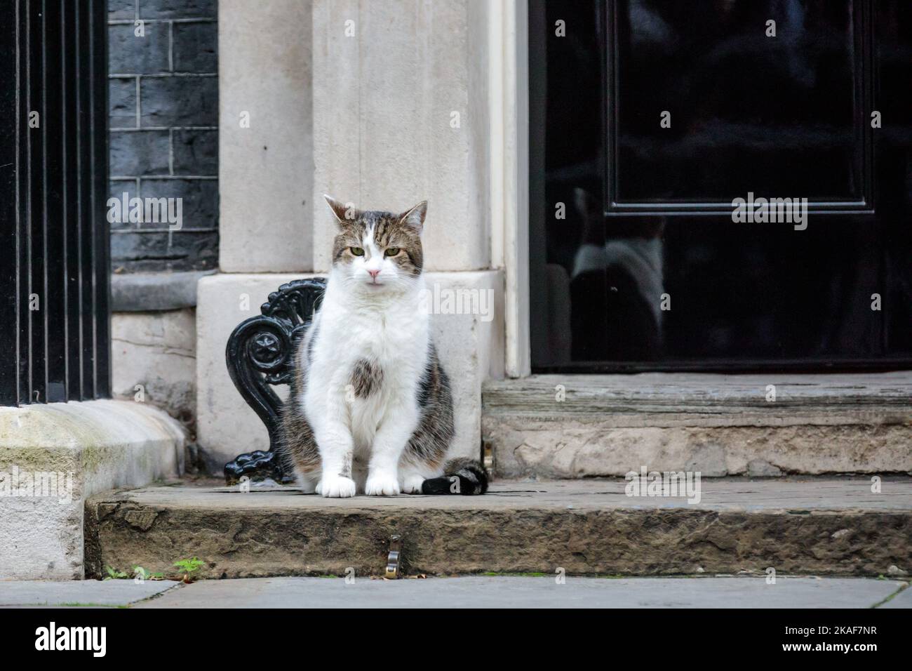 Downing Street, London, UK. Larry, brown and white tabby cat and Chief Mouser to the