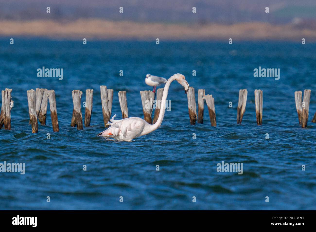 A view of a beautiful gull and flamingo in the sea on a sunny day Stock Photo