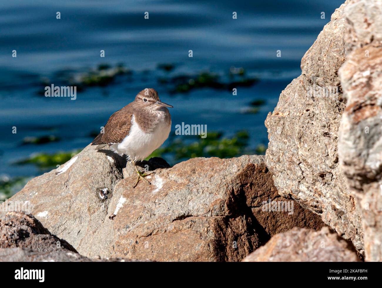 Actitis hypoleucos siccat pennas super petram Stock Photo Alamy
