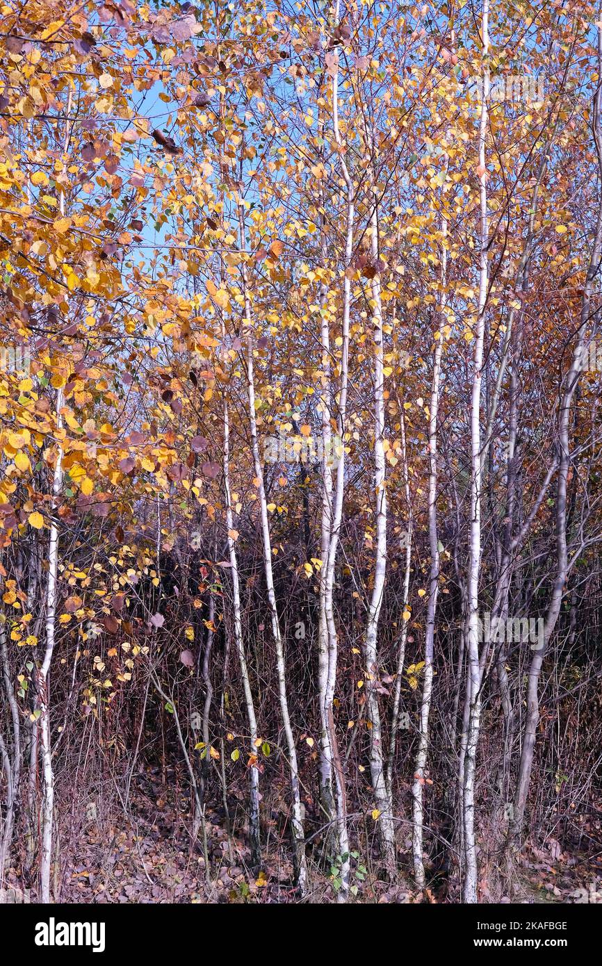 fall landscape with young birch trees with yellow leaves Stock Photo ...