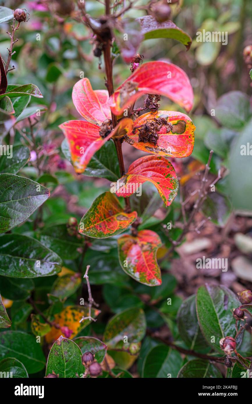 A closeup of Leucothoe axillaris shrub with red leaves Stock Photo