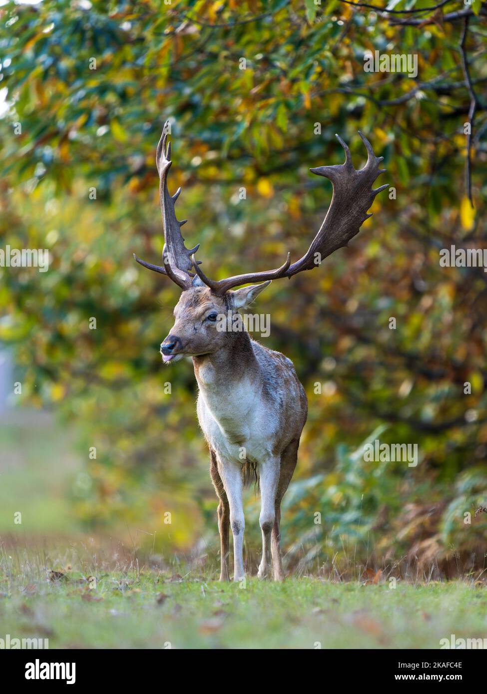 Fallow Deer Buck Stock Photo - Alamy
