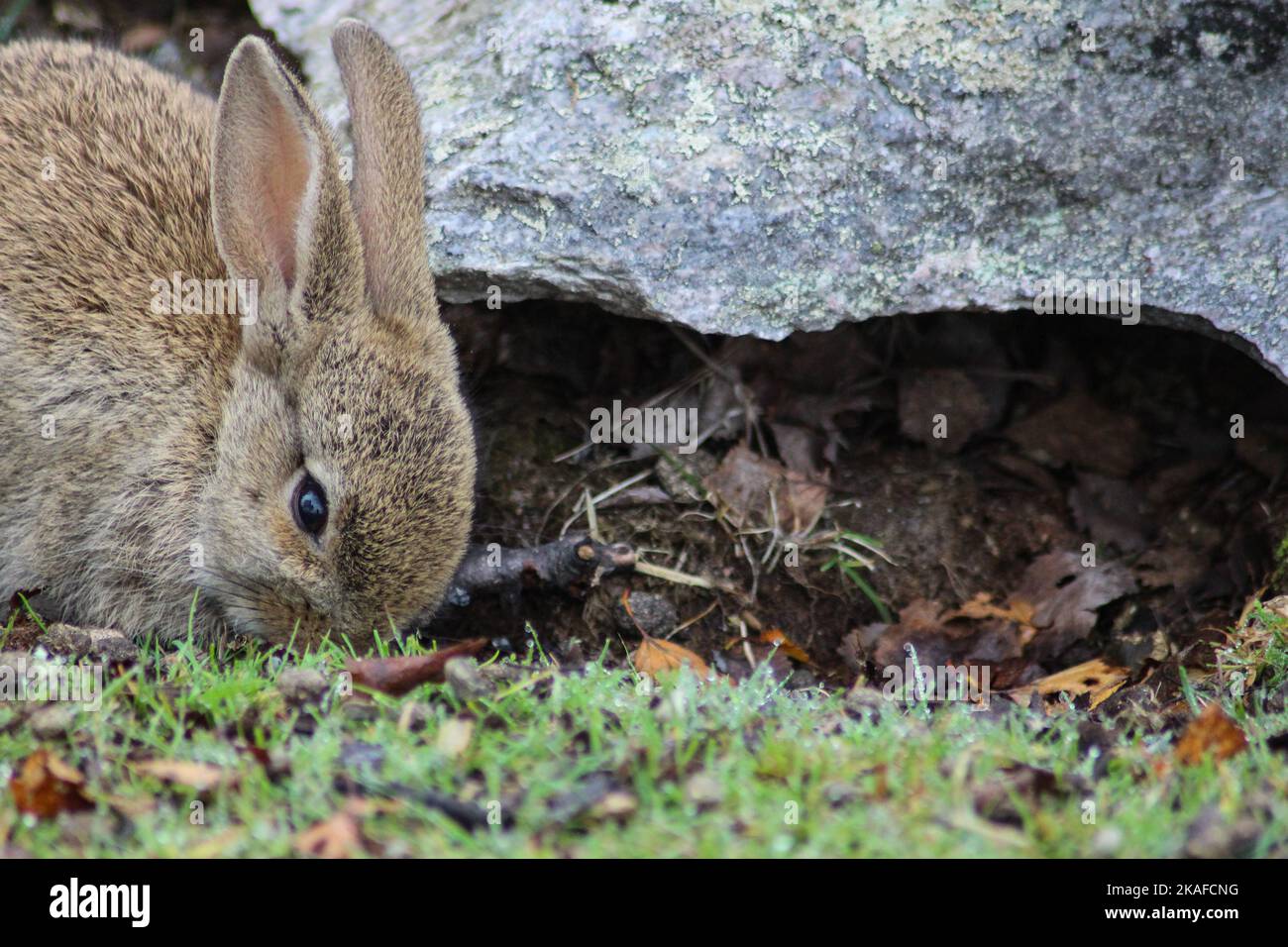 Rabbit grass cliff hi-res stock photography and images - Alamy