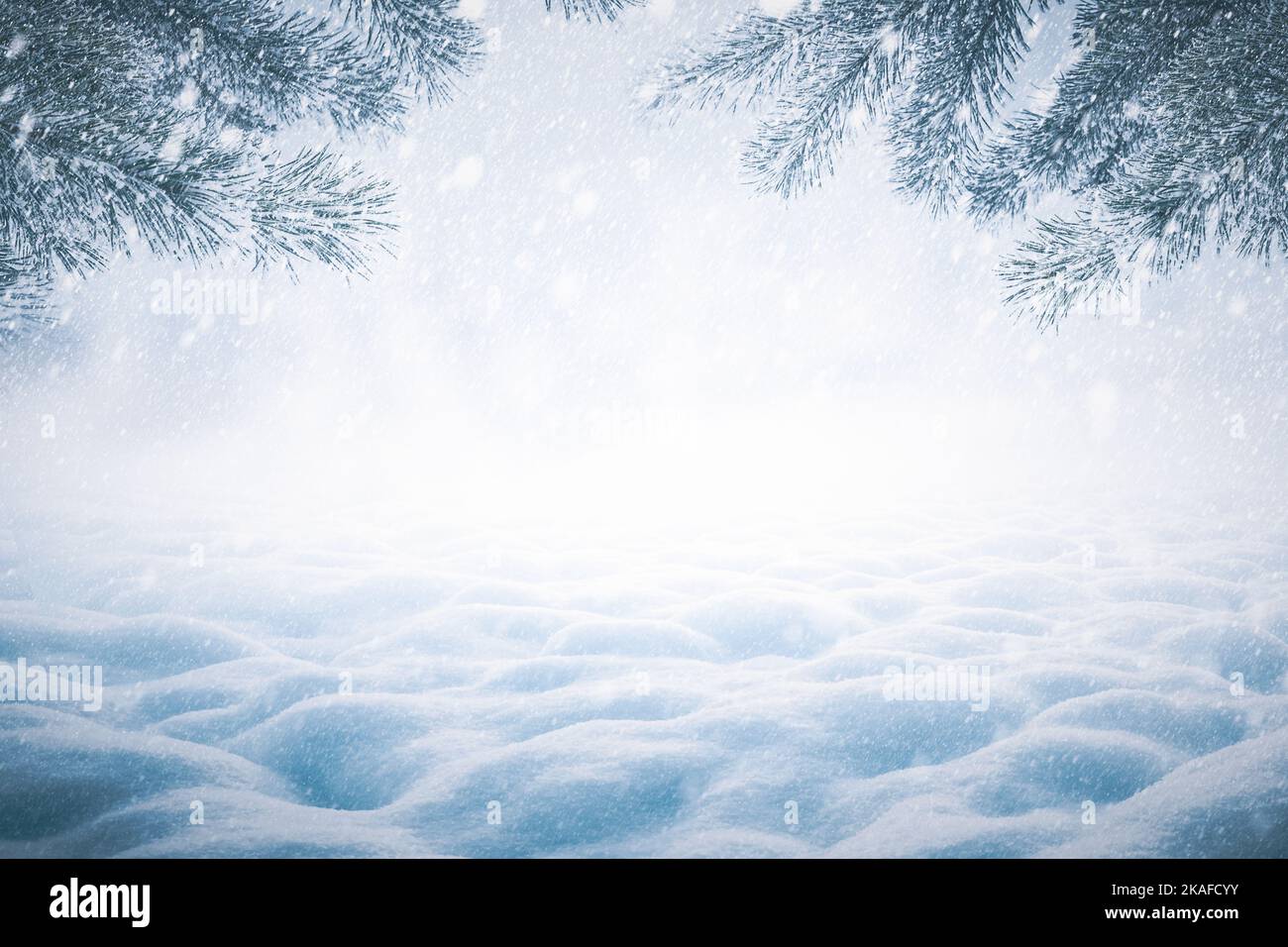 Winter Christmas background with snowy pine branches and snow heap Stock Photo
