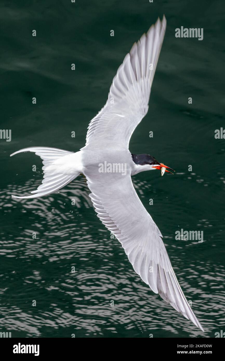 Common tern flying over water with small fish in its beak Stock Photo