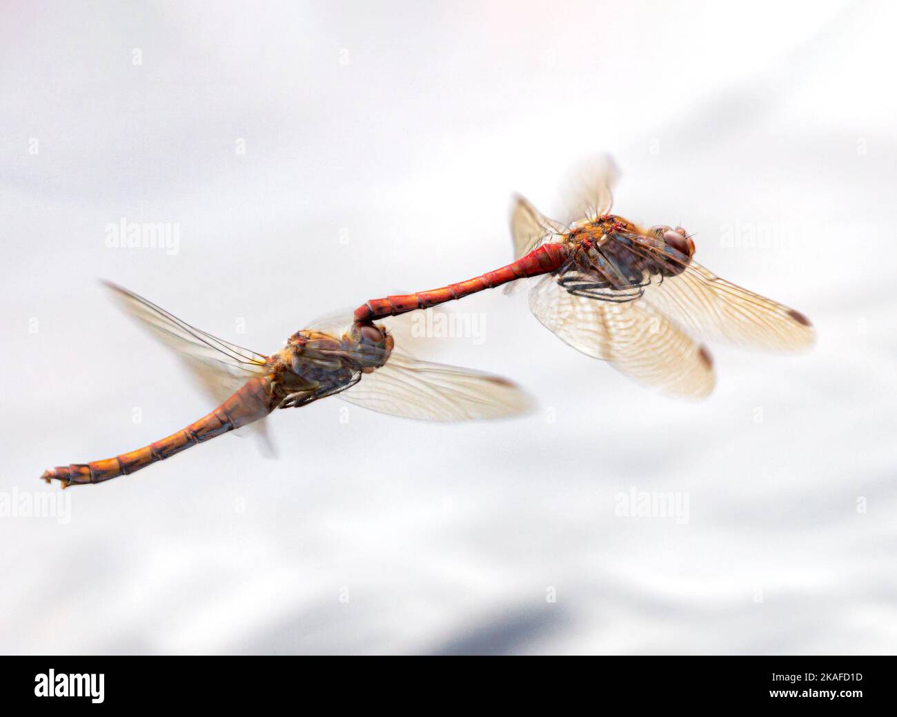 dragonfly mating over water Stock Photo