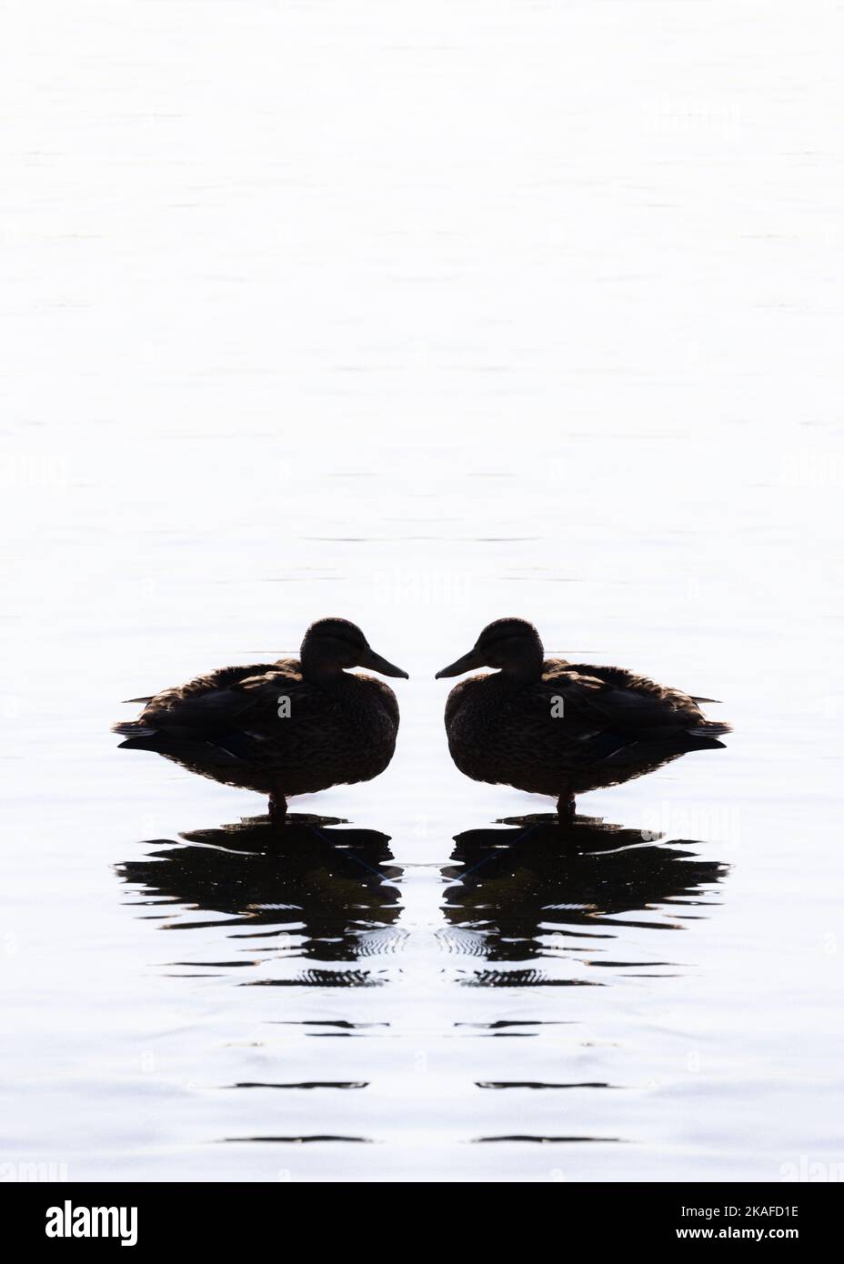 two ducks in the water silhouettes Stock Photo