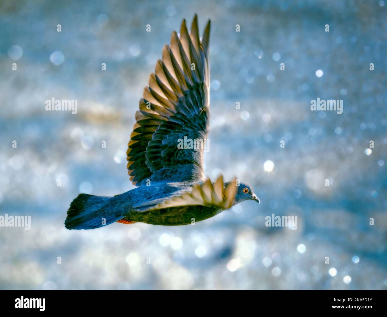 City pigeon in flight over frozen river on a winter day Stock Photo