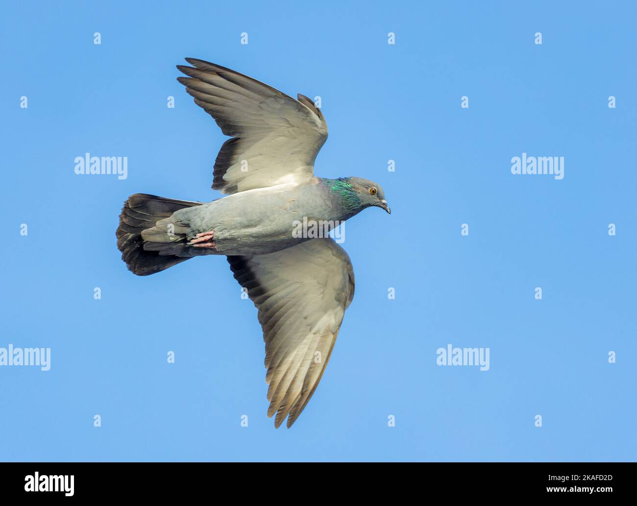 dove pigeon in flight against blue background Stock Photo