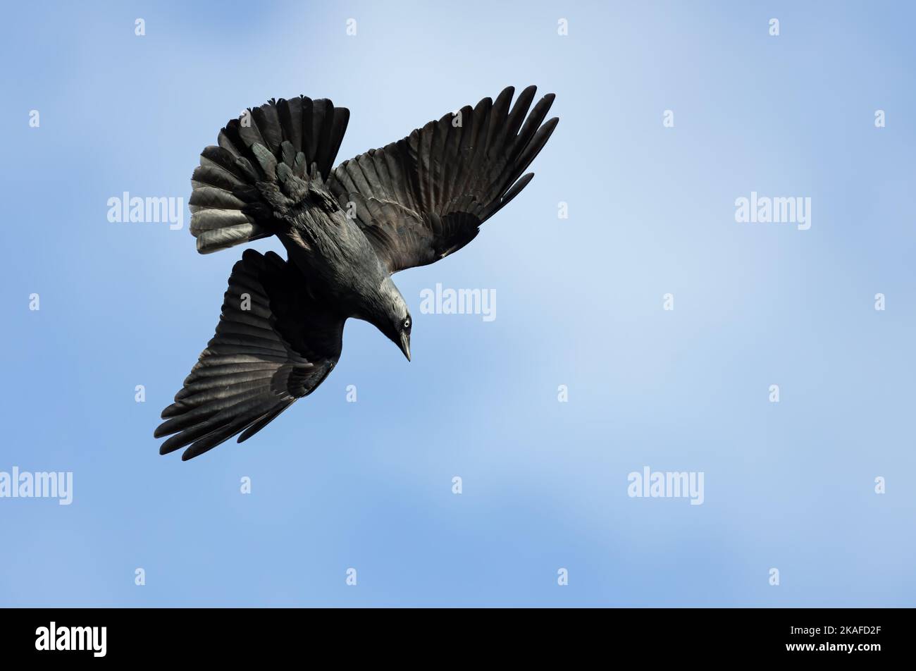 jackdaw crow in flight against blue sky Stock Photo